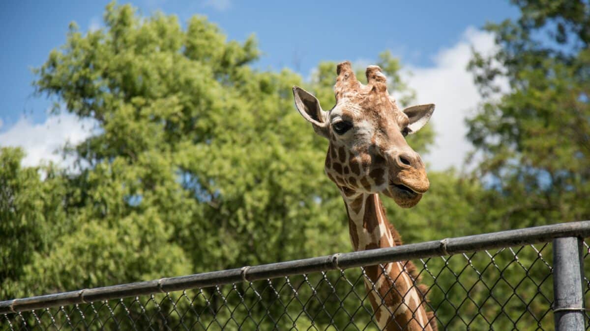 Tails & Tunes: Live Music Event at Cheyenne Mountain Zoo