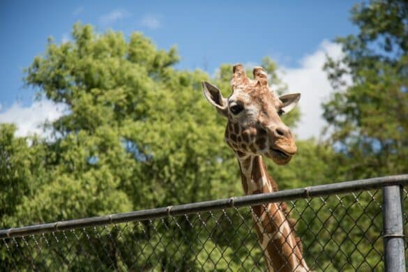 Gianmarco Castronovo Zoo